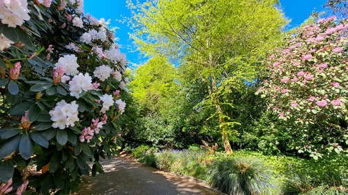 Rhododendrons and trees bordering a tarmac drive with a blue sky in the background